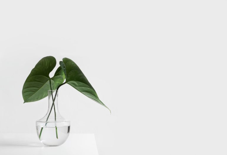 A green leaf plant in the glass vase filled with water. The vase is on the white shelf on the white wall.