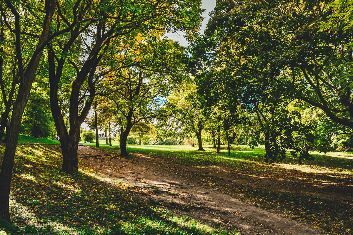 The pedestrian path in a park with green trees.